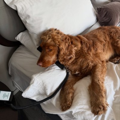 chepem_32's profile picture. #Entrepreneur
Just a man who loves his country.
Go back to X and find the most authentic information.