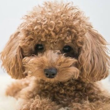 VictorFail16923's profile picture. 