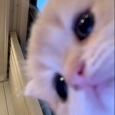 lioriaa_'s profile picture. 23 she/her
D2/FFXIV/GI/HSR/LaDS/aDwD 
in my HSR era,, sorry lads frens