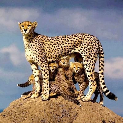 ThatFamilyBS's profile picture. ▪️Hate friction~I'M SENSITIVE TO FAKE ENERGIES😓▪️ ▪️I align with fairness-truth & principles.🍁 ~U GET WHAT U GIVE ~😏
▪️▪️#Sussexes🫶 ▪️▪️#ServiceisUniversal