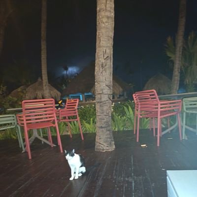 elyanfloma's profile picture. No Respondo a Fachos , Bots Los Bloqueo y Denuncio /  6% a Fondos Solidarios