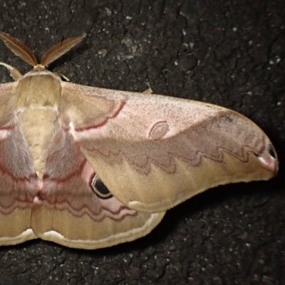 WasatoIkimono's profile picture. 鱗翅が好き。誤同定指摘してくださると喜びます。夜行性。大学生。京大蝶研。 QOLが高い採集をしよう。