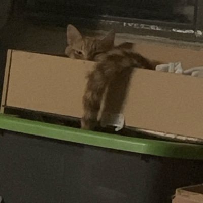 CristinaLi2758's profile picture. Born in Romania 🇷🇴 living miserably in the USA.🇺🇸