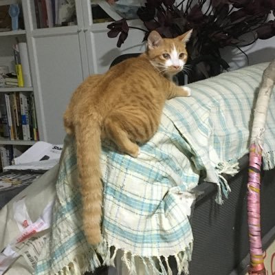 iriswang1398571's profile picture. 