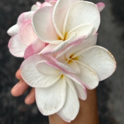 calmlychaoticV's profile picture. मोज मस्ती