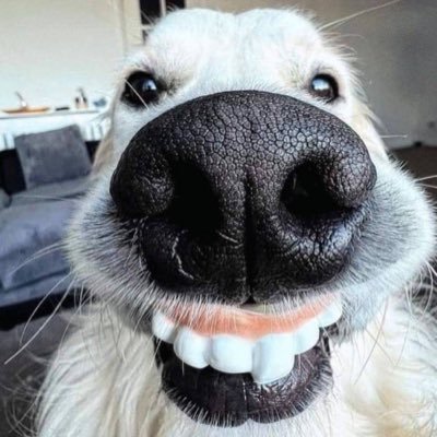 Beelord001's profile picture. 