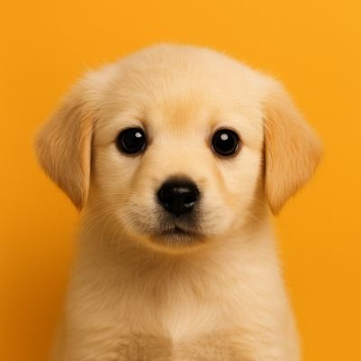 sachosolancto's profile picture. 