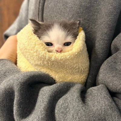 berleyzx's profile picture. i like cars