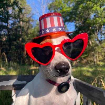 GingerRaign's profile picture. Just a dog and his cat siblings 🐶🐈‍⬛🐈