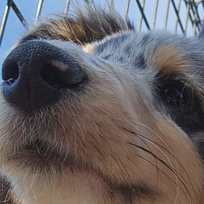 k___z_'s profile picture. @pino_963fam
@Wqkachan,