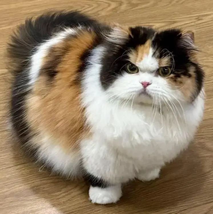kota_443's profile picture. 平成を忘れられないおたく 趣味垢