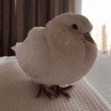 ikonuseon's profile picture. Just an inactive(lazy) shy birb