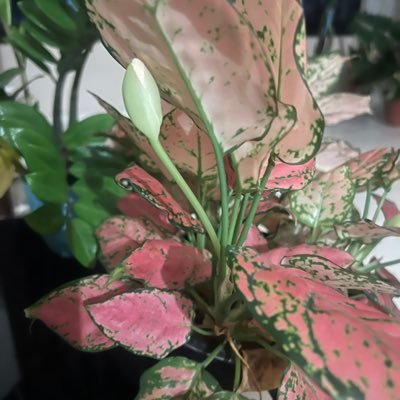 Aurelkys's profile picture. Educator | Innovator 🌍 Aprender. Innovar. Inspirar. / Learn. Innovate. Inspire. ✨