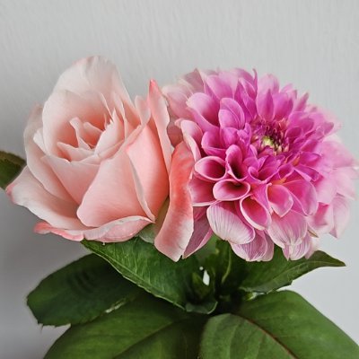 _SurfingGirl's profile picture. 