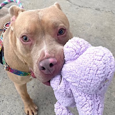 NMBewitched's profile picture. ARA, Always❤❤🐺🐎🐕🐱
Be One with the Earth🌎
#StandforWolves
#Rescue #Foster #Adopt #CAPA #SARA #TeamAnimal 
#EndSlaughter #Yes2Safe
#EveryLivingCreature