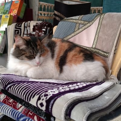 Informatikerln's profile picture. ワシは カワイイ もふもふカッツェだ！
行った：🇸🇪🇳🇴🇩🇪🇳🇱🇨🇿🇫🇷🇦🇹🇭🇺🇵🇱🇹🇷🇷🇴🇭🇷🇵🇹🇲🇩🇺🇿🇰🇿🇧🇪🇧🇬🇮🇹🇻🇦🇬🇪🇦🇲
行きたい：🇱🇻🇷🇸🇲🇦🇰🇬🇲🇳
大好物はレトロな寝台夜行列車