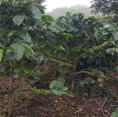 lacholakabrona's profile picture. mejor caer mal por sincera que bien por embustera