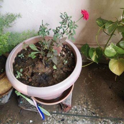 Sairamsheela's profile picture. 