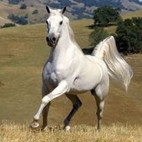 Veritas4477's profile picture. Christian, Wife, Proud American, ❤️Constitution, Free Thinker, Spiritual Warrior, NWO Researcher, Truth Seeker of Knowledge, Wisdom & Understanding. Peace 2 All