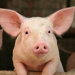 dubuisrectan1's profile picture. 