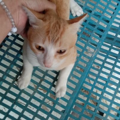 yossi00990033's profile picture. 