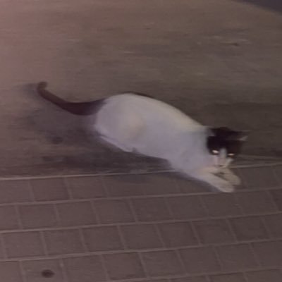 moulaga_bxl's profile picture. 19| Road 100k cash