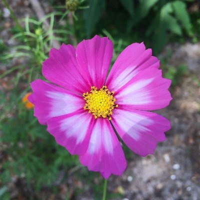 Katevelyn11's profile picture. Wife, mother, sister.  Love to learn about ancient history, the stars, sea life, music, health and gardening.  Cosmos and roses are among my favorite flowers.