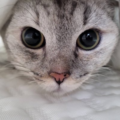 data_cat_'s profile picture. #TALUS #VOOI #TEN