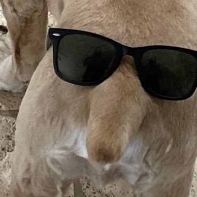 yuNgNado9's profile picture. ain’t no senator’s son