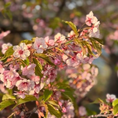 maiyonyan's profile picture. 