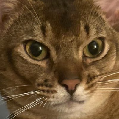 asterr_fu's profile picture. |ENG/中文| crk, hsr, unstable verse. ShadowVanilla 🍦🎭. Oh how I love Wemmbu and ShadowVanilla. Truthless recluse and Sunday enjoyer