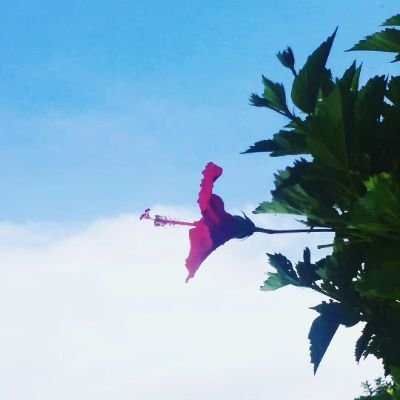 pBd78YJFKF97090's profile picture. よくやってるゲーム
CODモバイル、パズドラが多いです
ホロライブ箱推しです