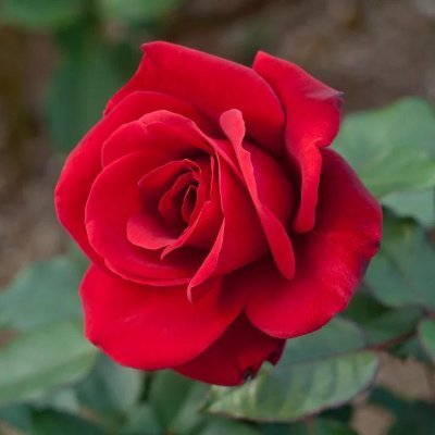 Mif_indonesia's profile picture. 