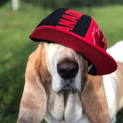 SBGATFA's profile picture. 