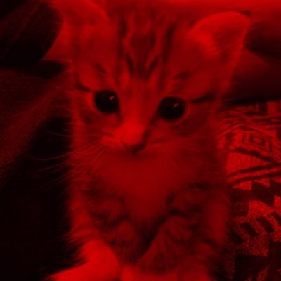 isntrhe's profile picture. ordem paranormal eu te amo