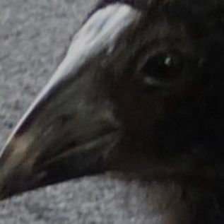 CXfwNeADxQ3Uq7G's profile picture. 21years form Taiwan