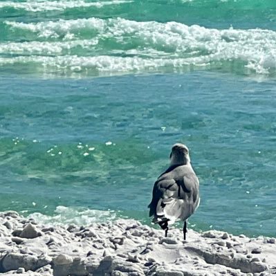 scratchingsand's profile picture. I love family, RE development, construction, hunting, shooting, atv riding, travel, farming, the beach, reading, and other things… imperfect follower of Jesus