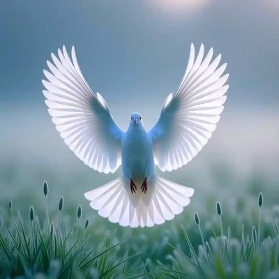 SibiaSw's profile picture. Analysis and commentaries