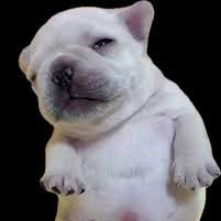 pibblepibblepib's profile picture. i am pibble...wash ma bellay...clean ma bellay🧼🫧