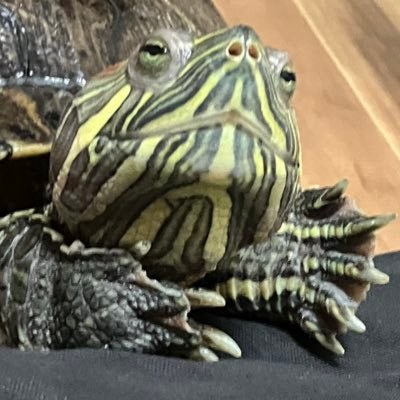 makotohhh3's profile picture.