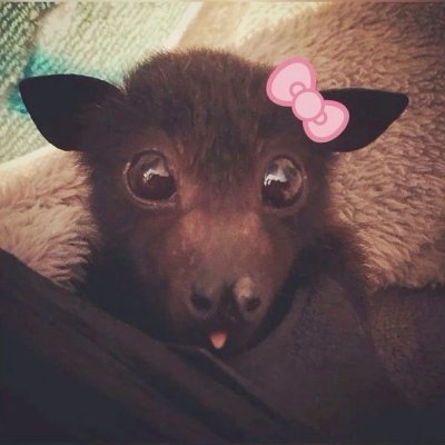 CNevoah's profile picture. 19y| Ela/Dela🏳️‍⚧️|
Furry| Autista|
Escrevo, edito e gravo vídeos|
Sonho em trabalhar com dublagem|

❤️@HemoTheBloody❤️