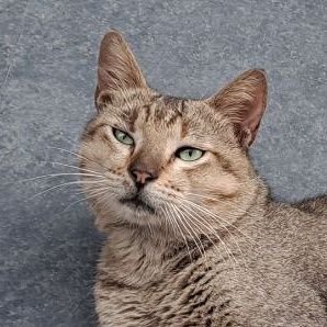 anuo_w1's profile picture. Full Stack Developer | CS50x Graduate | Creative Technologist | Building Interactive Web Apps