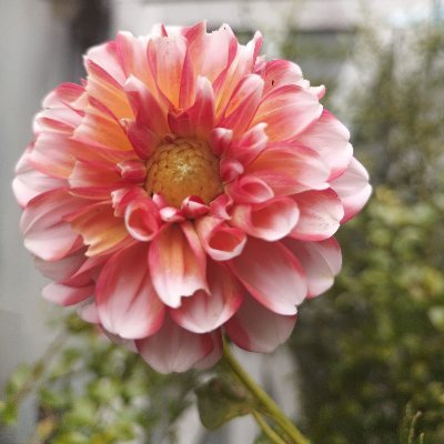 Mona_dieck's profile picture. Mom