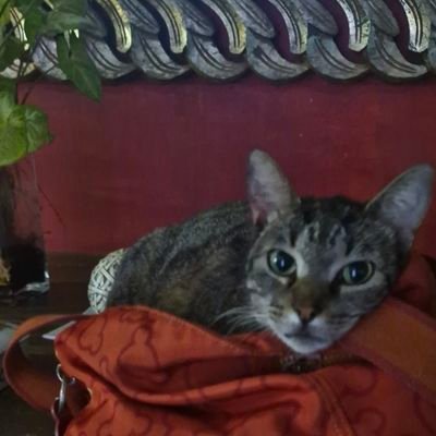 yrascen69's profile picture. Venezolana 
Caraqueña