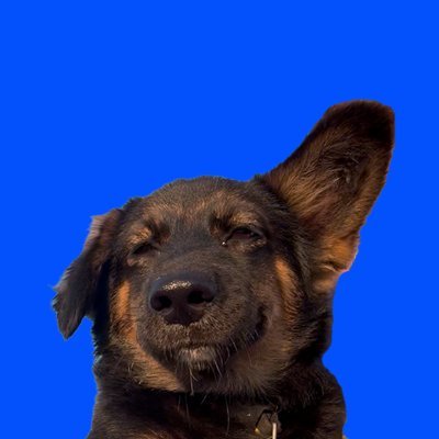 theDogamoto's profile picture. Onchain Enthusiast | Creating & Building On @base | Crypto News | Dog Pics | Stay Based 🟦