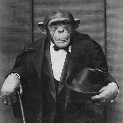 Autisticprimate's profile picture. Severe Mental Retardation