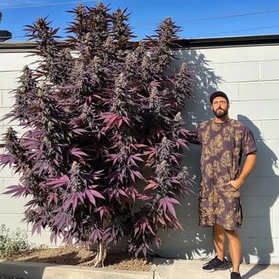 bearlylegal420's profile picture. 21+🔞Online Dispensary🍁🍁Premium
Lab-Tested Cannabis Giveaway🎁🇱🇷Free shipping 📦🧾Certified & Legal
Order📥📥
https://t.co/6ndksgeqWU