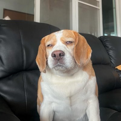 fluffysmile5's profile picture. 