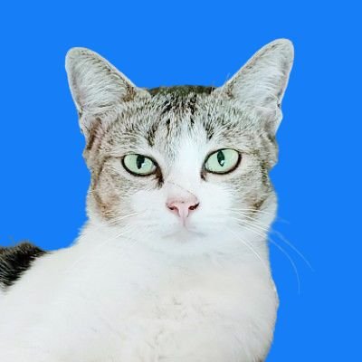 AFTACHA's profile picture. 🌷🐰💖🤍🧚‍♀️🌹