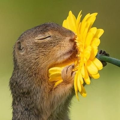 LussyRainbow's profile picture. 